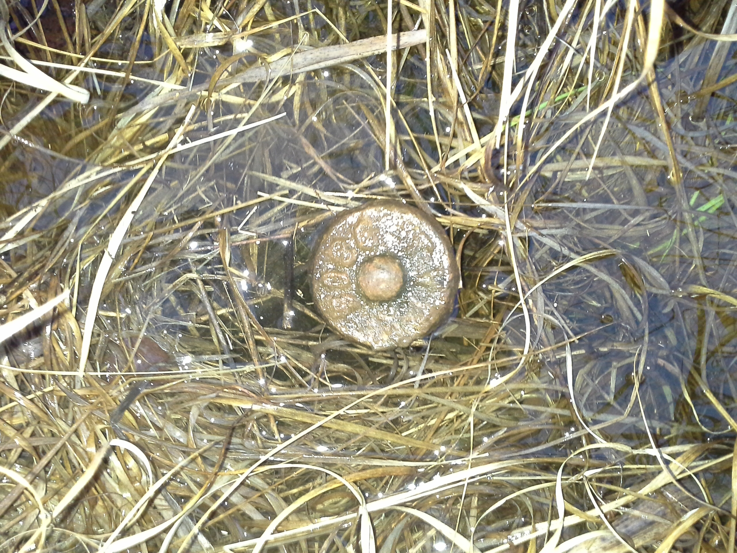 Zīmes foto